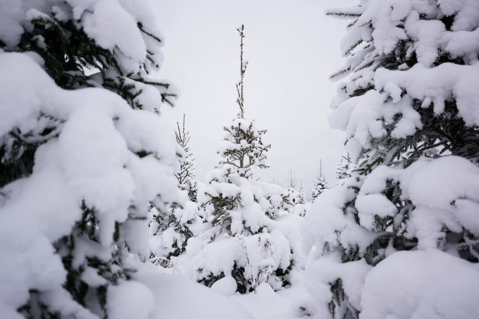 Queda de neve nos próximos dias deixa 10 distritos sob aviso